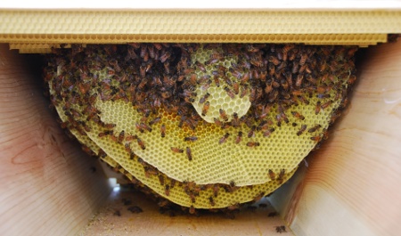 Kinds-of-Bee-Hives-inside-the-top-bar-hive450