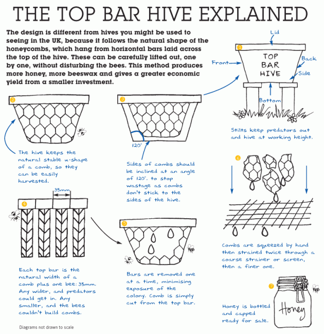 Top-bar-hive